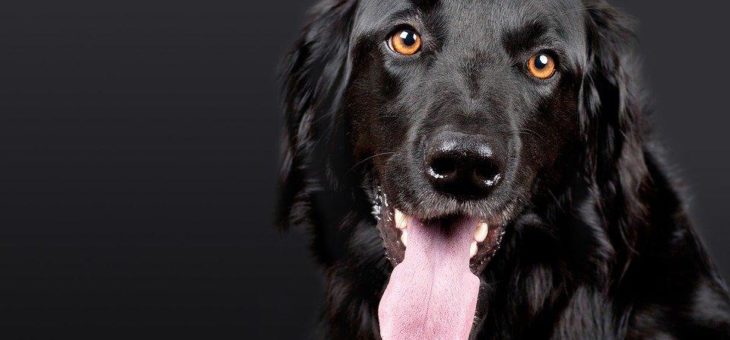 Dog-Domains: Auf den Hund gekommen…