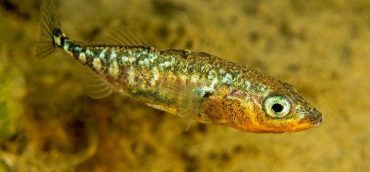 Dreistachliger Stichling: winziger Fisch mit großer Bedeutung