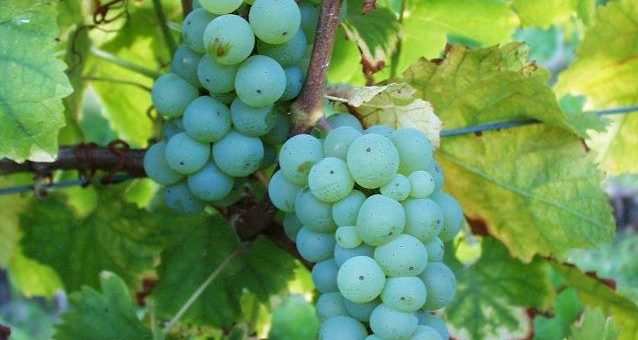 Pfalzwein kürt Silvaner zur „Rebsorte des Jahres“/ Einst die wichtigste Rebsorte der Pfalz