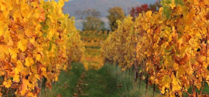 „Tolle Weine mit herrlichem Aroma“