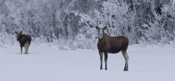 Entschleunigung in Schwedisch Lappland: Calm down mit Ice-Yoga, Elch-Watching und anderen Anglizismen