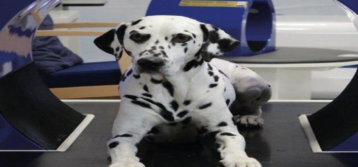 High-Tech Arthrose-Behandlung für Hund und Katze