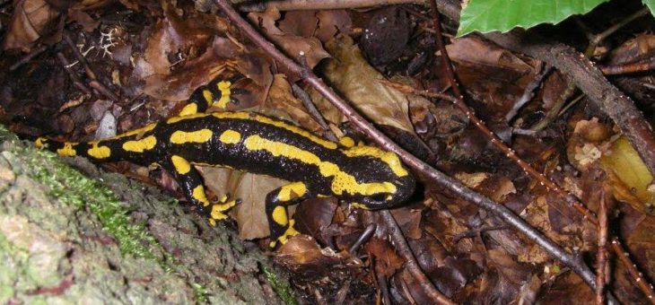BfN-Hilfe für heimische Amphibien vor „Salamanderfresser-Pilz“