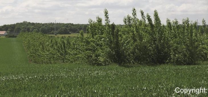 23. Fachtagung Nutzung nachwachsender Rohstoffe – Bioökonomie 3.0