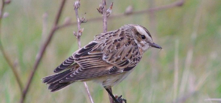 Vogelmonitoring leicht gemacht: Erfassung der Brutvögel wird digitalisiert