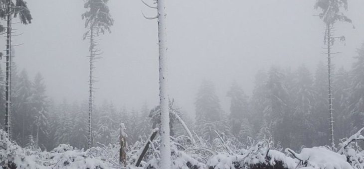Nach dem Sturm – Aufräumarbeiten der Landesforsten dauern an