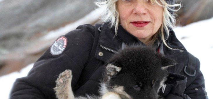 Gefrorene Herzen: Grönlands traurige Schlittenhunde