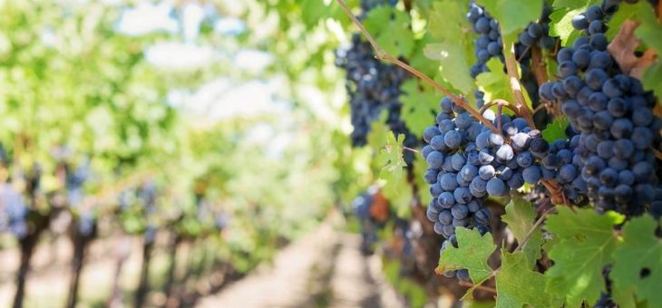 Weinhelden.de: Weinregion Apulien – Der Weinkeller Italiens