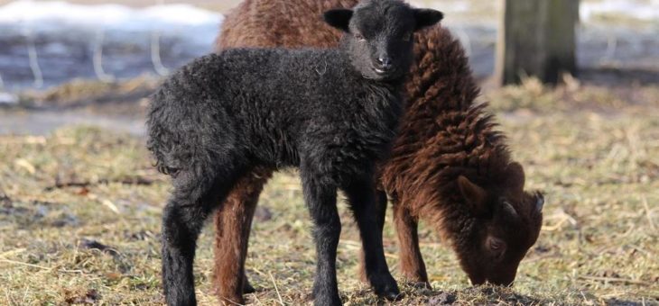 Mit dem Frühling kommen die Tierkinder