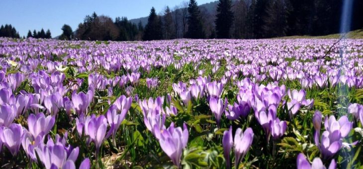 Wildkrokusse verzaubern den Alpenfrühling