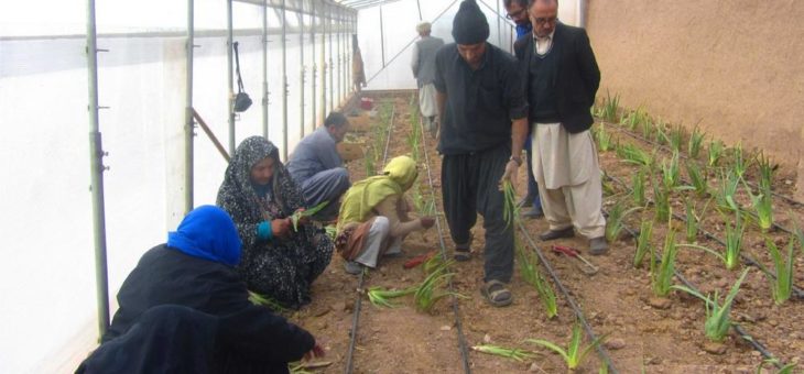 Frauen in Afghanistan bauen gemeinschaftlich „Aloe Vera“ an