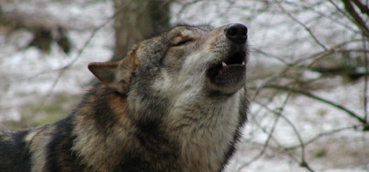 Wolfsgeheul, Lagerfeuer & tauchende Osterhasen