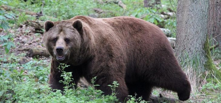 Wildpark-MV wieder für Besucher geöffnet