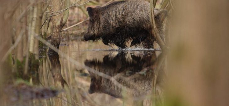 So viele Wildschweine wie selten – Landesforsten ziehen Bilanz zum Jagdjahreswechsel