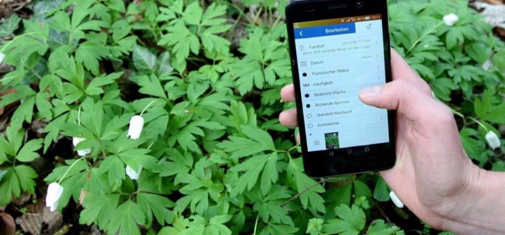 Sag mir, wo die Blumen sind: Pflanzenvorkommen in Deutschland per App erfassen
