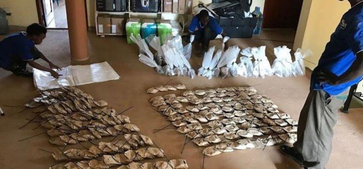 M2 Cobalt: Weitere, große Neuentdeckung in Uganda!