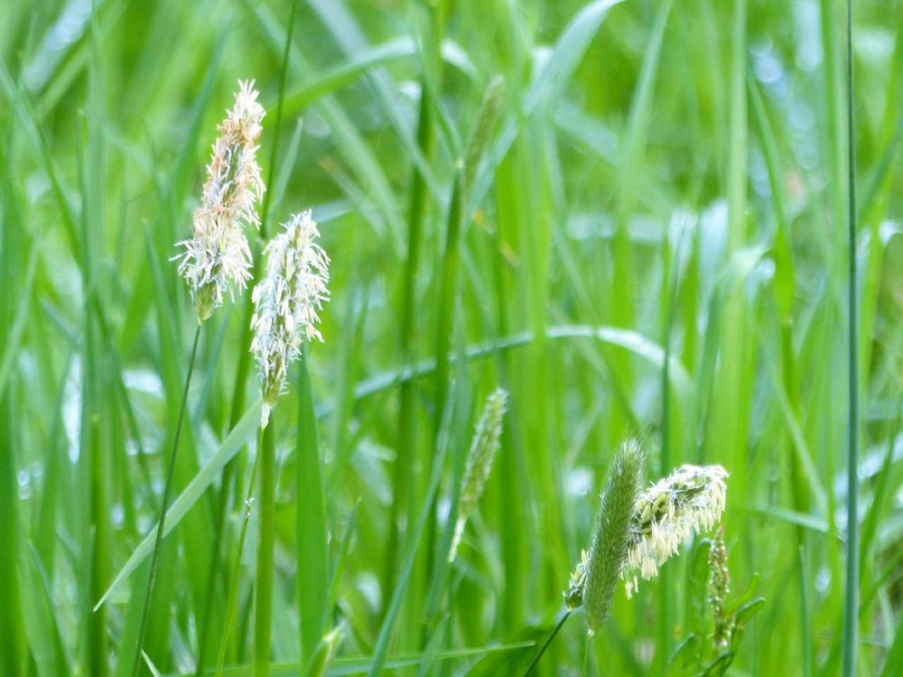 Grasallergie Grasallergie