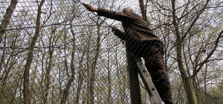 Es geht voran im Wildpark-MV