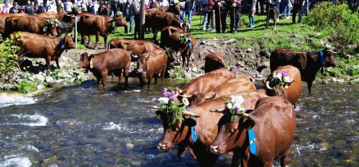 Harzer Tradition: Viehaustrieb im Oberharz