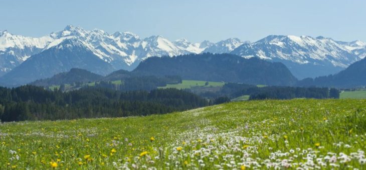 Löwenzahnfrühling