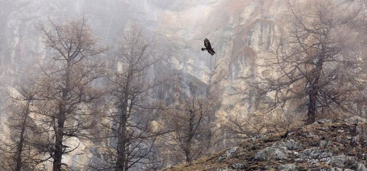 Ausgezeichnete Naturfotografien im Bundesamt für Naturschutz