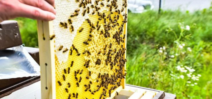 B+S und animonda engagieren sich für den Bienenschutz