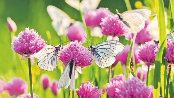Ein Garten für Schmetterlinge: Begehbare Schmetterlingshäuser bei Pflanzen-Kölle