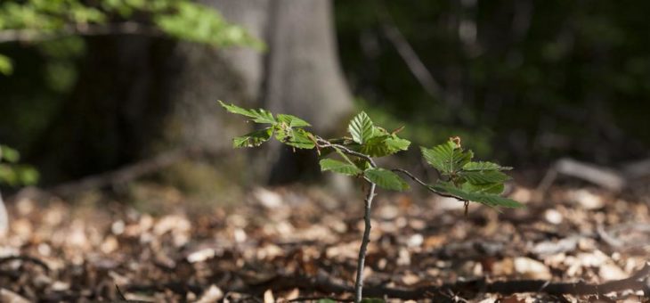Anhaltende Trockenheit bleibt auch im Wald nicht ohne Folgen