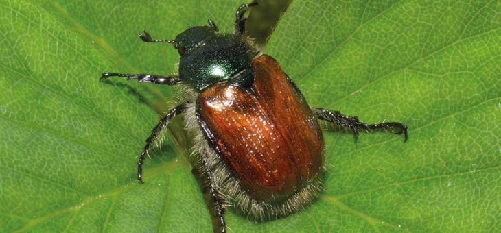 Gartenlaubkäfer mit Hilfe von Nematoden erfolgreich bekämpfen