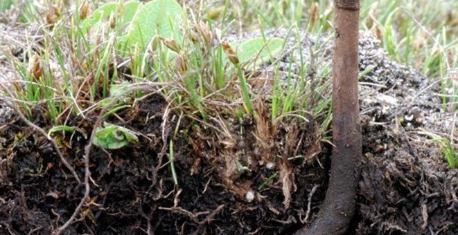 Natürliches Doping mit Cordyceps