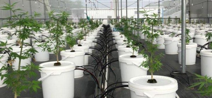 Khiron Life Sciences: Medizinisches Marihuana für Südamerika!