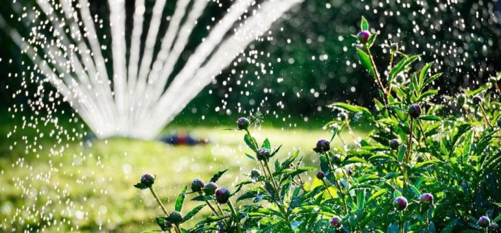 Pflanzenpflege im Sommer: So haben Sie auch in der heißen Jahreszeit Freude an Ihrem Garten