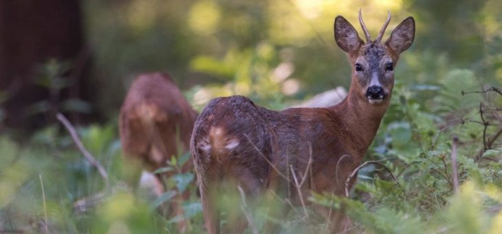 Paarungszeit im Niedersächsischen Landeswald