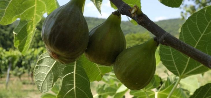Köstliche Sonnenkinder: In der Pfalz reifen die Feigen