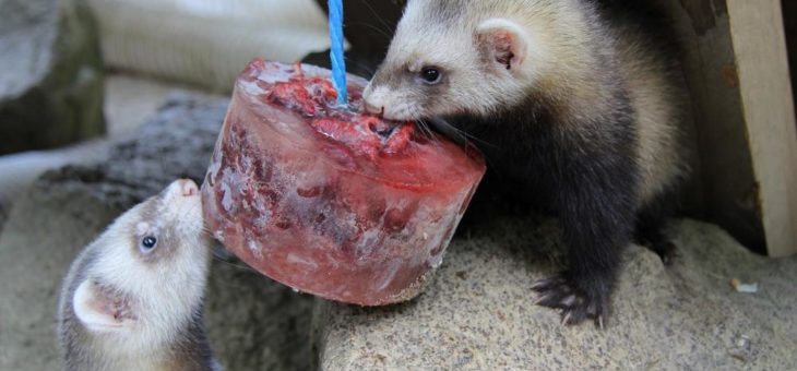 Tierisch gute Eisspezialitäten