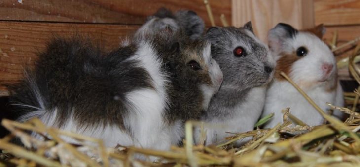 Einblicke in die Meerschweinchen-Stube