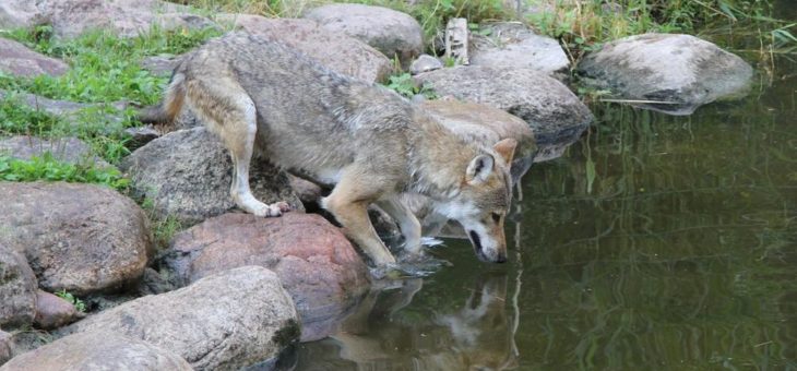 Badespaß bei den Wölfen