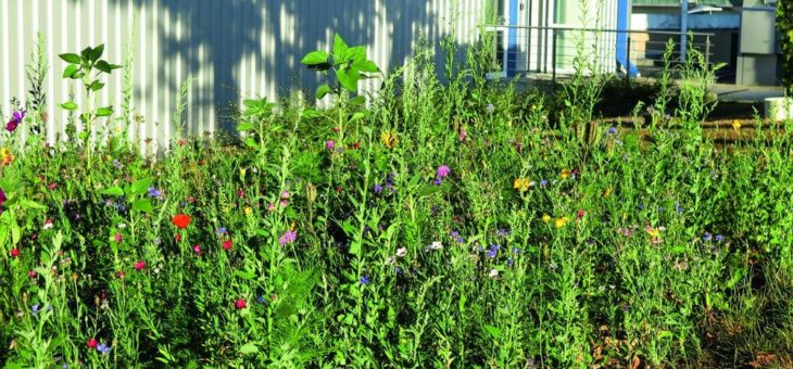 Fleißige Bienen finden bei Becker-Antriebe ein neues Zuhause