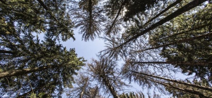 Extremwetter: Idealbedingungen für den Borkenkäfer