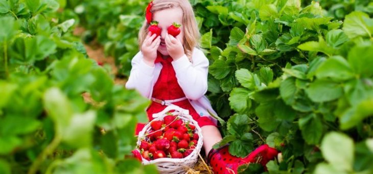 So gelingt der eigene Anbau von Erdbeeren