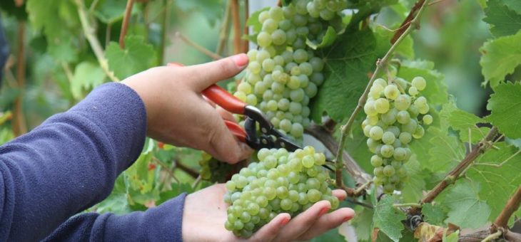 Früheste Weinlese aller Zeiten
