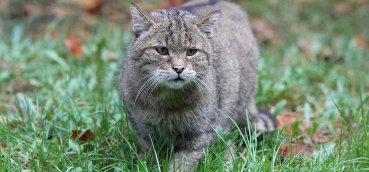 Die Europäische Wildkatze – eine scheue Waldbewohnerin