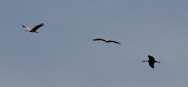 Guten Flug, ihr Drei