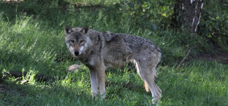 Abendliche Tour zu Wolf, Luchs & Co.