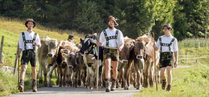 Viehscheid: Almabtrieb im Allgäu heißt anders. Und ist anders.