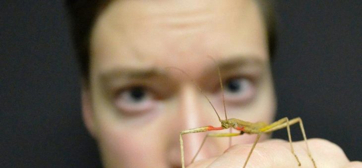 Biegen ohne zu brechen – Wie Insekten ihre Umgebung ertasten