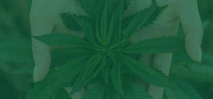 Chemesis International folgt Canopy Growth nach Südamerika!