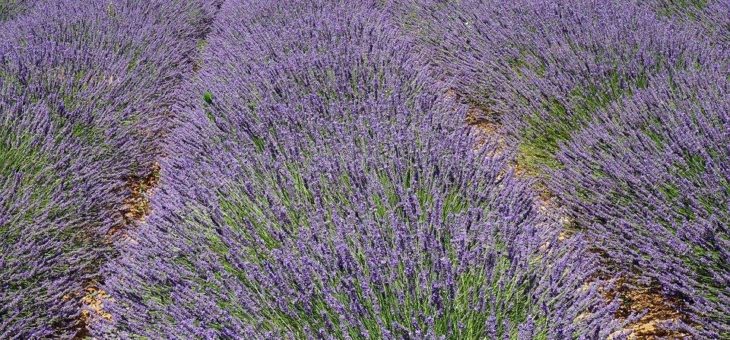 Weinhelden.de: Coteaux d´Aix-en-Provence – Mini-Weinregion in Südfrankreich mit Kleinklima!