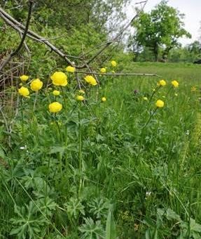 Landesforsten pflegen Naturschutzgebiete im Südharz