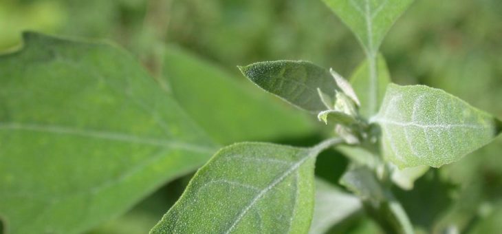 Weder glatt noch rau: Neuartige biologisch-inspirierte Oberflächen bringen Insekten ins Rutschen